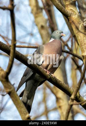 Grand pigeon de bois avec un corps gris et des plumes de cou irisées, fourrage sur le sol dans le Phoenix Park de Dublin. Banque D'Images