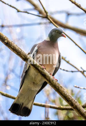 Grand pigeon de bois avec un corps gris et des plumes de cou irisées, fourrage sur le sol dans le Phoenix Park de Dublin. Banque D'Images