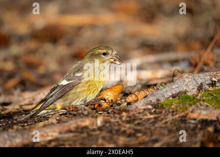 Cueillette de bec-croisé à ailes blanches sur cône d'épinette dans le centre-sud de l'Alaska. Banque D'Images