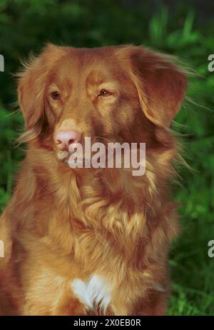 New Scotia Duck Tolling Red Retriever Head Banque D'Images