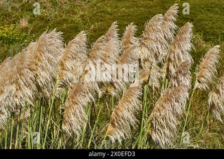 Herbe de Pampa Banque D'Images