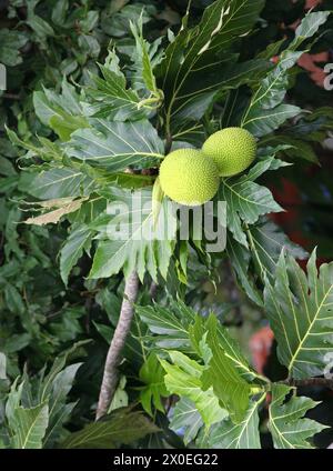 Arbre à pain, Artocarpus camansi, Moraceae. Tortuguero, Costa Rica, Amérique centrale. Le Breadnut, Artocarpus camansi, est un arbre de taille moyenne trouvé Banque D'Images