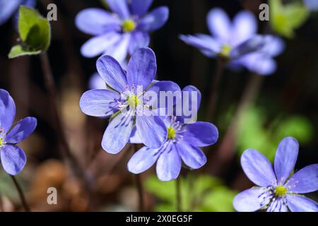 Incroyable pousse de fleur d'hepatica ronde-lobée macro. Faible profondeur de champ. Macro fleur de printemps. Banque D'Images