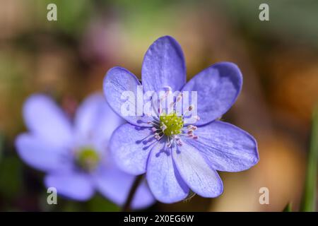 Incroyable pousse de fleur d'hepatica ronde-lobée macro. Faible profondeur de champ. Macro fleur de printemps. Banque D'Images