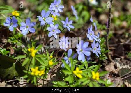 Incroyable pousse de fleur d'hepatica ronde-lobée macro. Faible profondeur de champ. Macro fleur de printemps. Banque D'Images