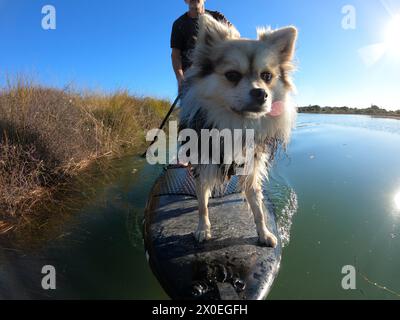 SUP de paddle board pour chiens sur la rivière Banque D'Images