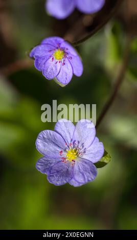 Incroyable pousse de fleur d'hepatica ronde-lobée macro. Faible profondeur de champ. Macro fleur de printemps. Banque D'Images