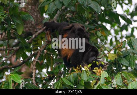 Singe hurleur à manteau doré femelle avec bébé, Alouatta palliata palliata, Atelidae. Tortuguero, Costa Rica. Banque D'Images