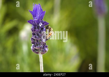 Abeille à miel recueillant le pollen d'une plante de lavande. Banque D'Images