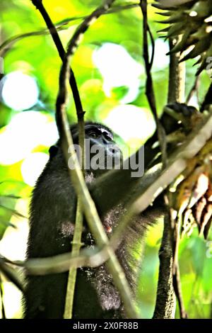 Un macaque à crête (Macaca nigra) cueille les fruits d'une liane dans la forêt de Tangkoko, Sulawesi du Nord, Indonésie. «Le changement climatique est l'un des principaux facteurs affectant la biodiversité dans le monde à un rythme alarmant», selon une équipe de scientifiques dirigée par Antonio Acini Vasquez-Aguilar dans leur document de recherche publié pour la première fois en mars 2024 sur environ Monit Assess. Cela pourrait modifier la répartition géographique des espèces, y compris les espèces qui dépendent grandement du couvert forestier, ont-ils écrit. En d’autres termes, le changement climatique peut réduire la pertinence de l’habitat des espèces de primates, ce qui pourrait les forcer à quitter. Banque D'Images