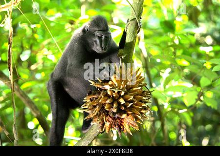 Un macaque à crête (Macaca nigra) cueille les fruits d'une liane dans la forêt de Tangkoko, Sulawesi du Nord, Indonésie. «Le changement climatique est l'un des principaux facteurs affectant la biodiversité dans le monde à un rythme alarmant», selon une équipe de scientifiques dirigée par Antonio Acini Vasquez-Aguilar dans leur document de recherche publié pour la première fois en mars 2024 sur environ Monit Assess. Cela pourrait modifier la répartition géographique des espèces, y compris les espèces qui dépendent grandement du couvert forestier, ont-ils écrit. En d’autres termes, le changement climatique peut réduire la pertinence de l’habitat des espèces de primates, ce qui pourrait les forcer à quitter. Banque D'Images