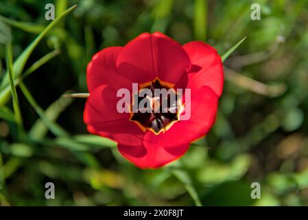 Tulipe rouge gros plan avec une petite toile d'araignée à l'intérieur de la fleur, prise d'en haut Banque D'Images