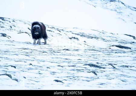 Beau portrait d'un bébé bœuf musqué se promène dans la neige à la recherche de quelque chose à manger parmi les pierres, les buissons et la mousse dans un paysage enneigé entre Mo Banque D'Images