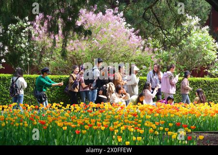 Les touristes admirent les fleurs de tulipes au parc Zhongshan à Pékin, en Chine, le 11 avril 2024. Banque D'Images