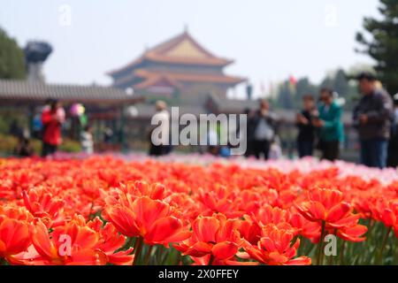 Les touristes admirent les fleurs de tulipes au parc Zhongshan à Pékin, en Chine, le 11 avril 2024. Banque D'Images