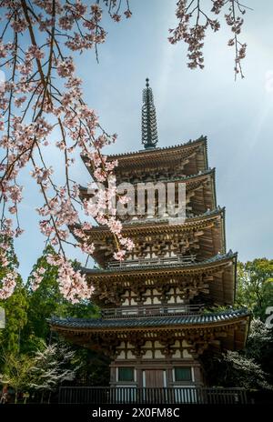 Pagode au printemps avec Blossom Banque D'Images