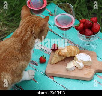 Chat sur une table de jardin. Chat au gingembre mignon volant de la nourriture. Verres à vin rose, fromage français, fraise gros plan photo. Banque D'Images