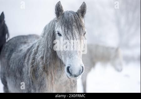 Portrait d'un cheval sauvage et blanc, contre un paysage hivernal Banque D'Images