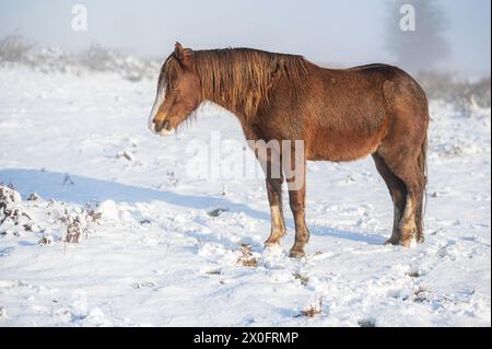 Un seul cheval brun sauvage se dresse dans un paysage enneigé Banque D'Images