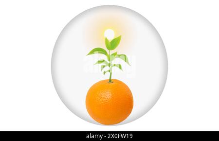 Plante Illustration de Vecteur