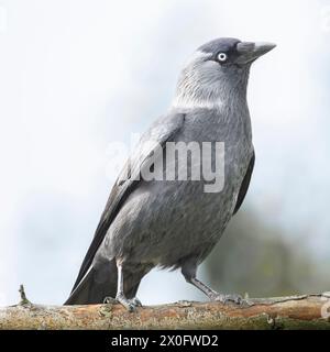 Jackdaw, corvid commun, Royaume-Uni, jardins du Bedfordshire Banque D'Images