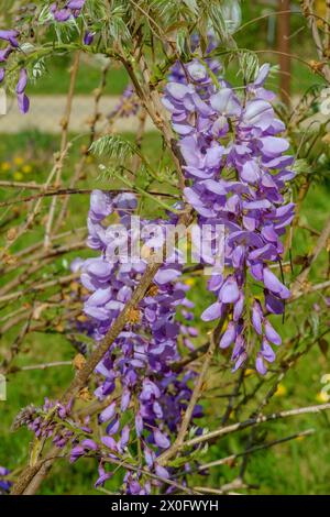 floraison de la wisteria sinensis chinoise au début du printemps chaud dans le jardin rural du comté de zala hongrie Banque D'Images