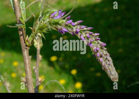 floraison de la wisteria sinensis chinoise au début du printemps chaud dans le jardin rural du comté de zala hongrie Banque D'Images