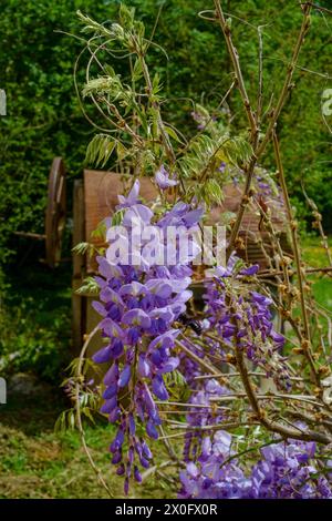 floraison de la wisteria sinensis chinoise au début du printemps chaud dans le jardin rural du comté de zala hongrie Banque D'Images