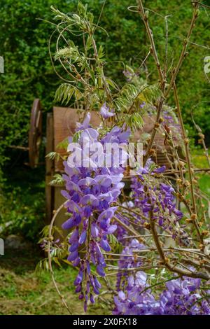 floraison de la wisteria sinensis chinoise au début du printemps chaud dans le jardin rural du comté de zala hongrie Banque D'Images