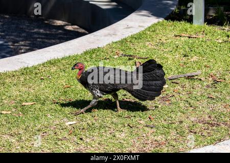 dinde australienne brosse aka Bush ou gommer dinde avec la tête rouge et le cou jaune, commun dans les environnements urbains, nids de construction de monticules, Sydney Banque D'Images