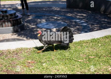 dinde australienne brosse aka Bush ou gommer dinde avec la tête rouge et le cou jaune, commun dans les environnements urbains, nids de construction de monticules, Sydney Banque D'Images