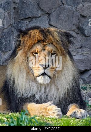 Image portrait d'un lion adulte avec une crinière luxuriante dans un zoo Banque D'Images