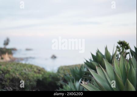 Mise au point sélective de la plante de cactus et du feuillage côtier sur fond de plage Banque D'Images
