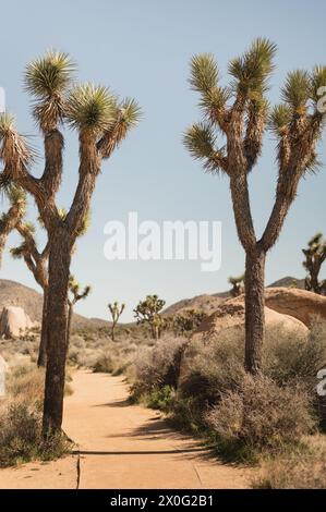 Arbres de Joshua le long d'un chemin de randonnée dans le parc national de Joshua Tree Banque D'Images