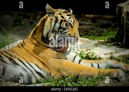 Gros plan sur le tigre de sibérie au sol Banque D'Images