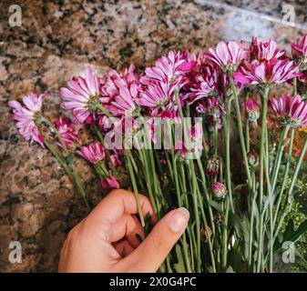 Femme arrangeant des fleurs violettes sur le comptoir Banque D'Images