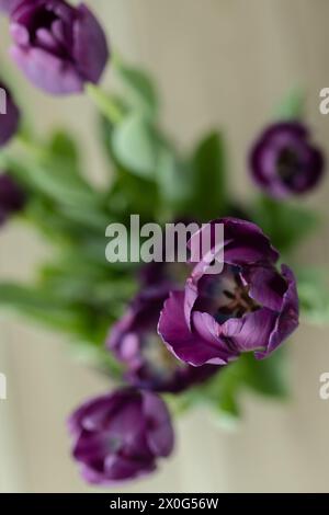 Image verticale aérienne de tulipes violettes Banque D'Images