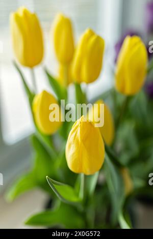 Image verticale de tulipes jaunes Banque D'Images