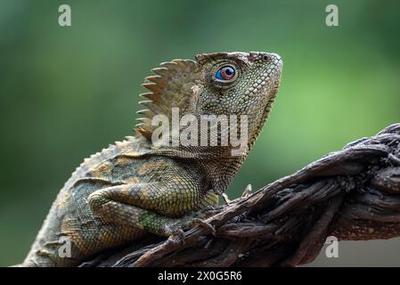 Dragon forestier ( Gonocephalus chamaeleontinus ) dans leur habitat Banque D'Images