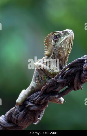 Dragon forestier ( Gonocephalus chamaeleontinus ) dans leur habitat Banque D'Images