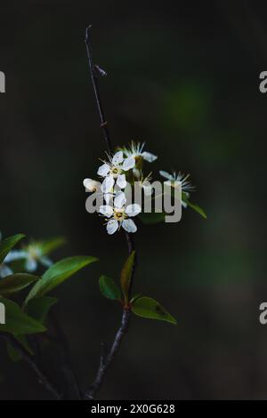 Photo macro de fleurs et de bourgeons en fleurs de cerisier avec des feuilles vert foncé Banque D'Images