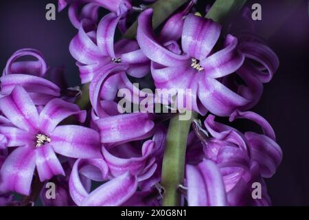 Un gros plan des fleurs géorgieuses sur une belle jacinthe violette montrant plusieurs têtes de fleurs incandescentes Banque D'Images