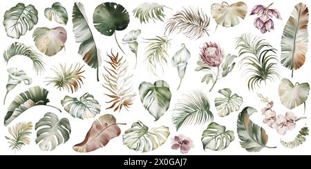 Éléments tropicaux de feuilles et de fleurs. Aquarelle plantes australiennes. Ensemble de végétation exotique de palmiers verts. Branche de palmier et protéa sur un dorsal blanc Banque D'Images