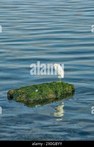 Canards juvéniles avec jambes jaune sur un rocher à l'Islas Ballestas au Pérou Banque D'Images