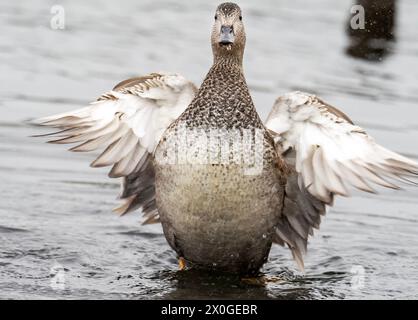 Un mâle Gadwall, Mareca strepera baignant à Leighton Moss, Silverdale, Lancashire, Royaume-Uni. Banque D'Images