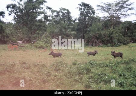 Les ogives et les impalas devant une forêt dans le parc du lac Manyara en Tanzanie. [traduction automatique] Banque D'Images