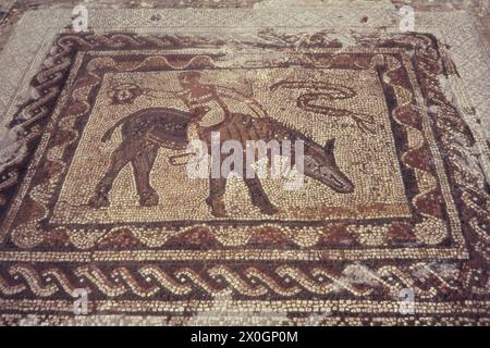 Une mosaïque de la maison du chien dans l'ancienne ville romaine de Volubilis. [traduction automatique] Banque D'Images