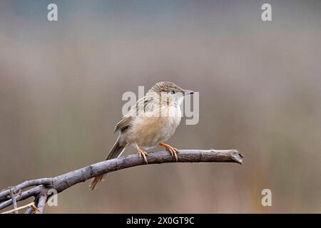 Babbler commun, Argya caudata, réserve de tigres de Panna, Madhya Pradesh, Inde. Banque D'Images