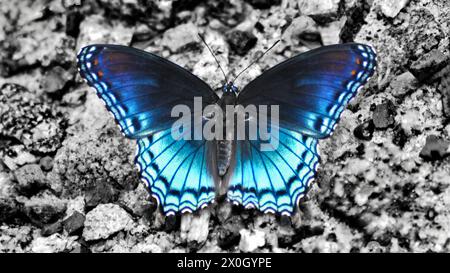 Macro gros plan d'un papillon violet à taches rouges (Limenitis Astyanax) sur fond noir et blanc, 16:9, grand format, centré Banque D'Images