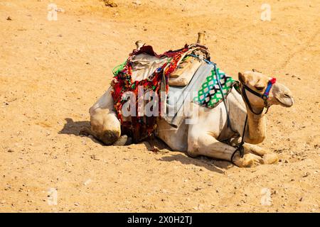 Chameau bédouin reposant dans le désert, le Caire, Egypte Banque D'Images